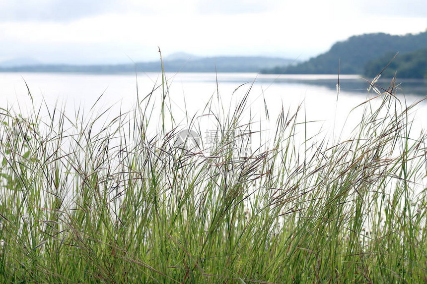 河流景观中的草自然和地表水山脉山脉科迪勒拉背景图片