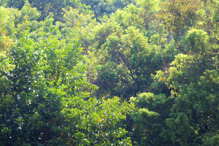 模糊的深树森林背景绿色自然图片