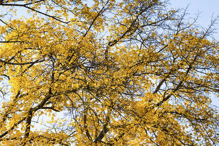 秋天的树枝有黄色的叶子图片