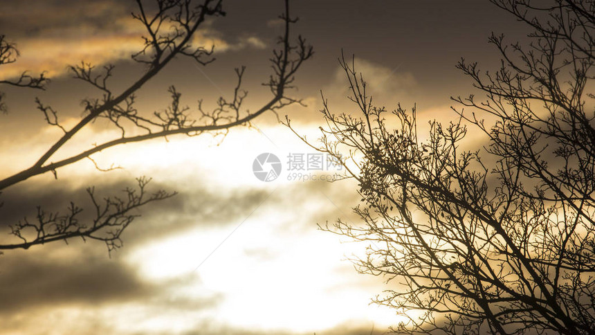 日落背景上的光秃的树枝图片