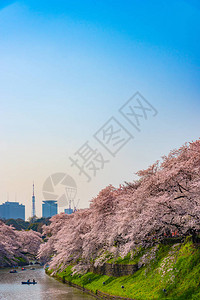日本东京千鸟渊周围的樱花江户城的最北端现在是公园名称千鸟渊公园人们在千鸟渊公园背景图片