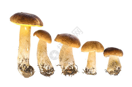 白色背景的森林蘑菇图片