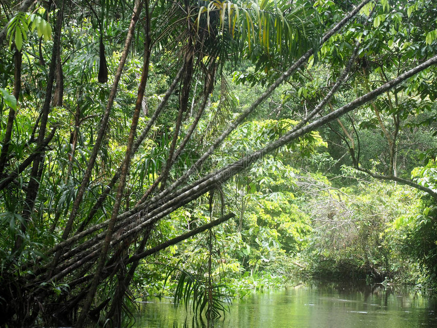 厄瓜多尔亚马逊雨林黑河亚图片