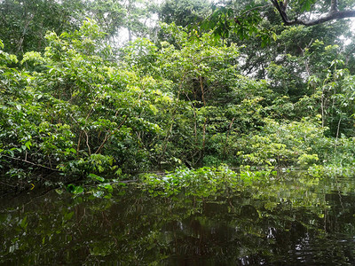 厄瓜多尔亚马逊雨林黑河亚图片