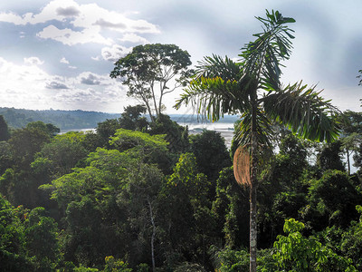 厄瓜多尔亚马逊河纳波亚苏尼公背景图片