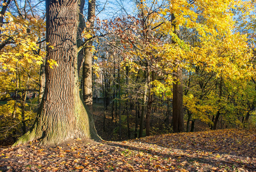 在阳光明媚的秋天森林图片