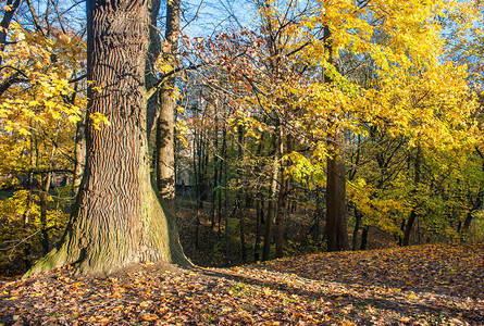 在阳光明媚的秋天森林图片