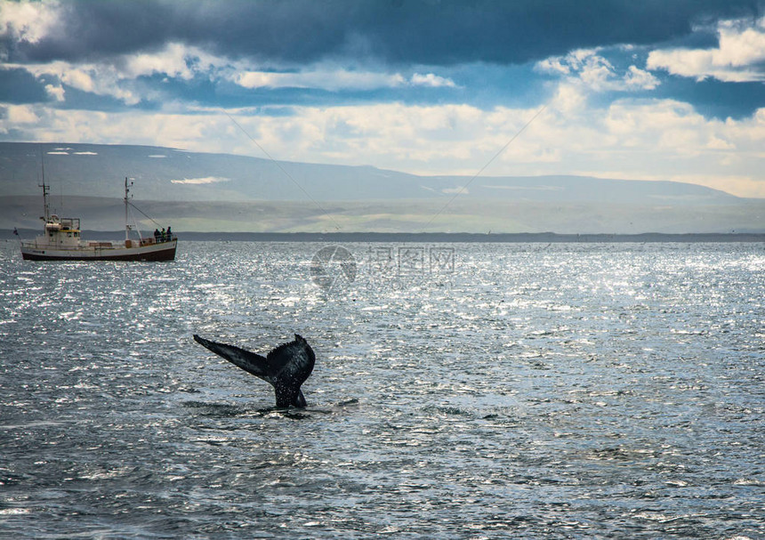 观鲸巡游的客人在冰原Husavik附近的开水图片