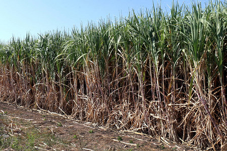 甘蔗植物在田间生长图片