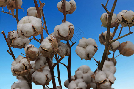 蓝天下田野里的棉花植物图片