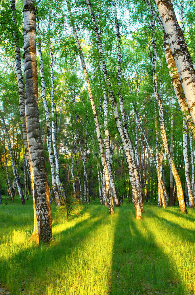 春天的Birch森林绿树叶图片