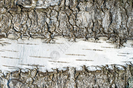 Birch树皮登图片