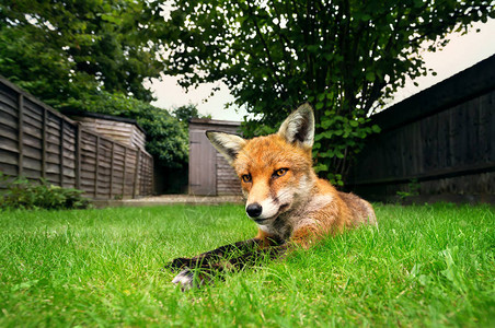 夏天躺在草地上的一只赤狐的特写镜头图片