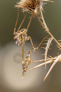 锥头螳螂Empusapennata地中海灌木丛伏击捕食者昆虫图片