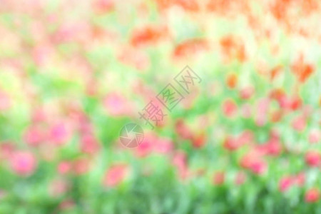 花园背景中的粉色花朵图片