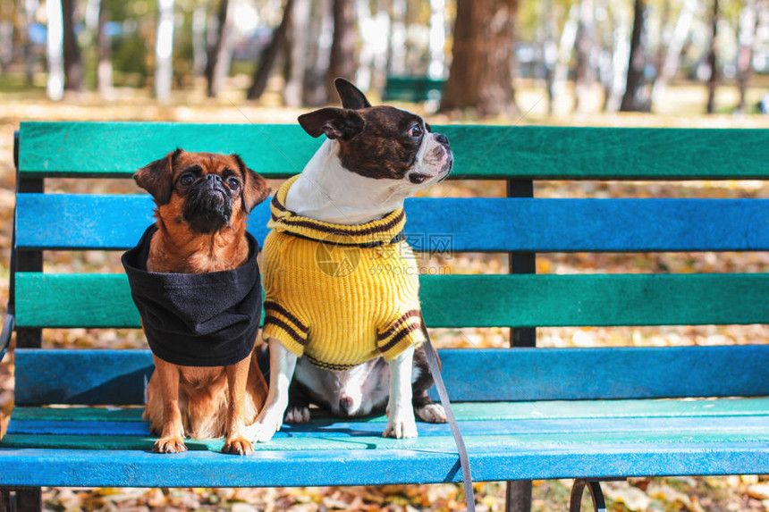 狗朋友坐在秋天公园波士顿Terrier和小brabans图片