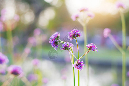 紫色的花朵在阳光照耀图片