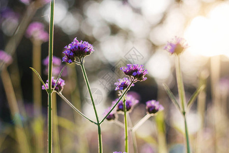 紫色的花朵在阳光下色彩缤纷美丽图片