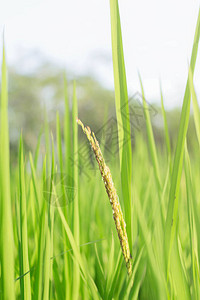 在天空的田野上有绿叶的稻穗图片