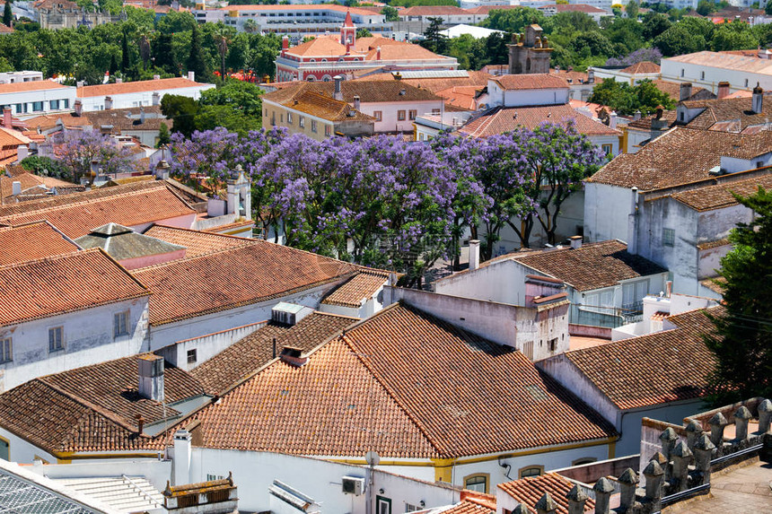 葡萄牙Evora大教堂塞屋顶院子上露出Jacaranda树的市住宅楼观景校图片