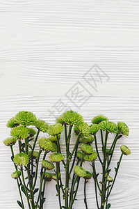 白色木质背景上的绿色菊花图片