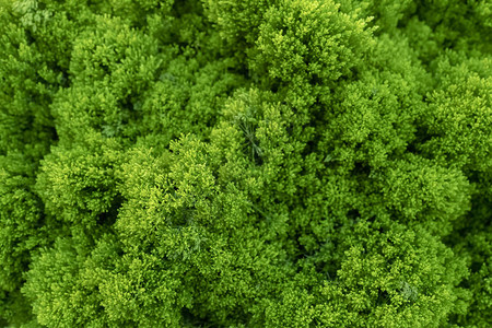 装饰绿色苔藓的特写图片