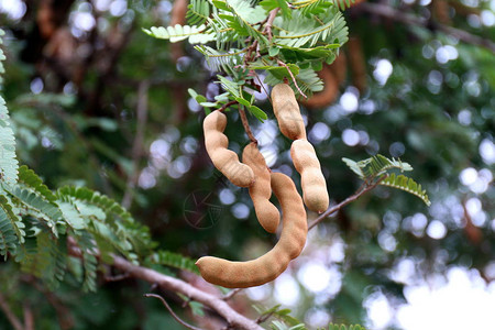 Tamarind热带马林树上的新青春图片