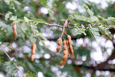 Tamarind热带马林树上的新青春图片