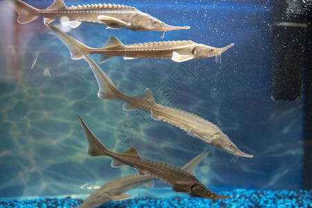 超市水族馆里的鲟鱼图片