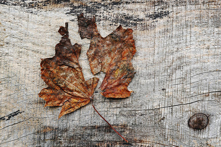 木质背景上的两部分秋叶图片