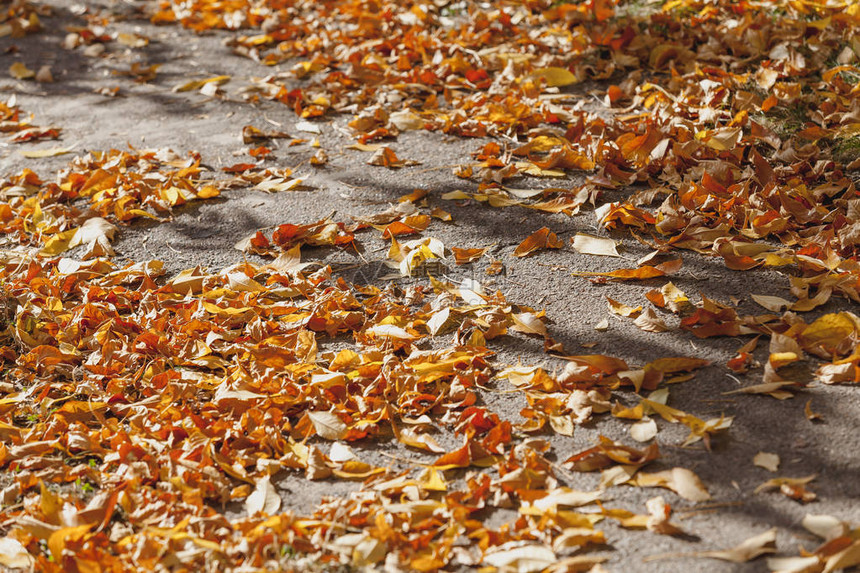 干燥的秋天树木的黄色落叶地毯沥青图片