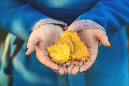 秋叶躺在女人的手掌上女手中美丽落叶的特写秋天的心情秋季自图片