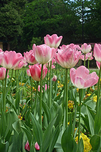 公园花床上的粉色郁金香图片