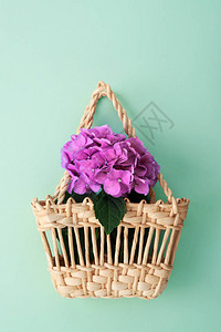 青绿色背景的草篮上鲜紫花图片