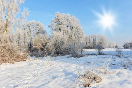美丽的冬季景观与光秃的树木图片