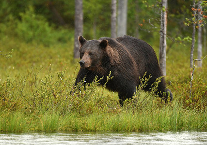 自然栖息地的野生棕熊图片