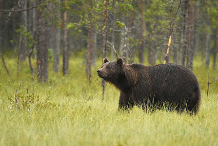 自然栖息地的野生棕熊图片