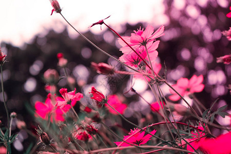 春天或夏天的粉红花背景自然图片