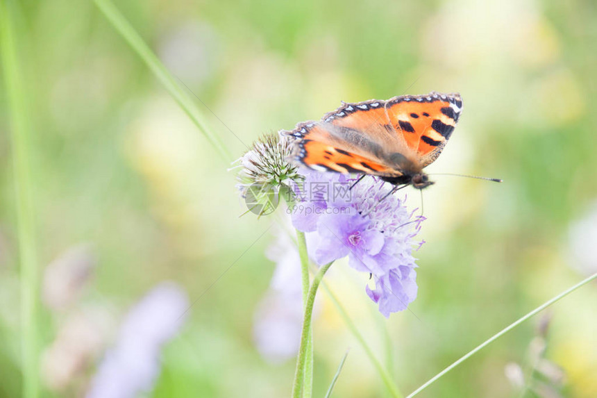橙蝶在绿野采紫花粉图片