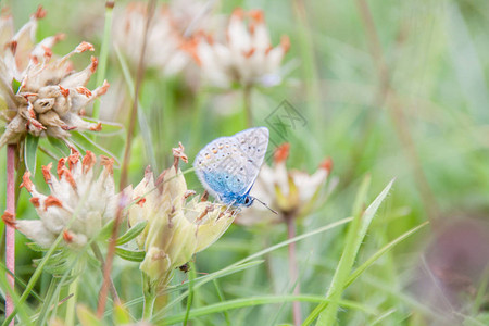 薰衣草蓝蝶在绿野采花粉图片