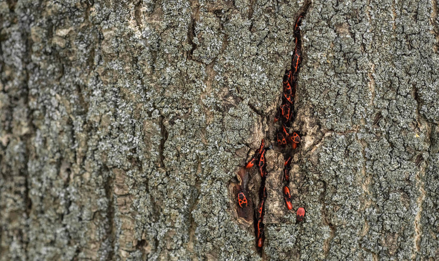 红黑甲虫图片