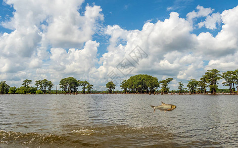 在Atchafalaya野生动物保护区从水中高清图片
