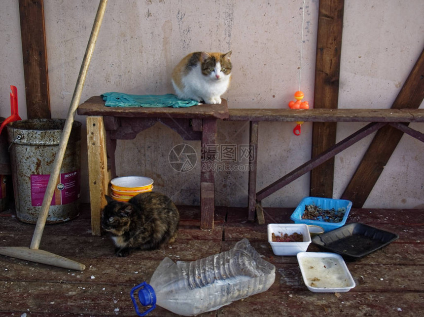 俄罗斯度假村的冬天猫图片