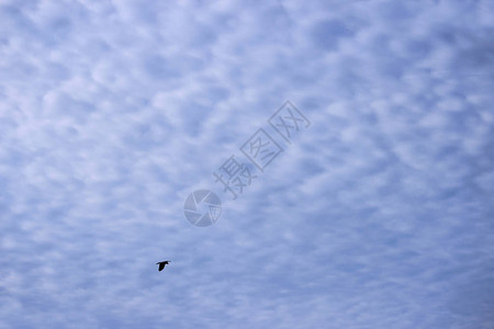 云层覆盖天空的大表面还有一只鸟乌鸦它的图片