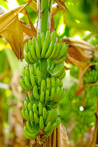 绿色香蕉田农业图片