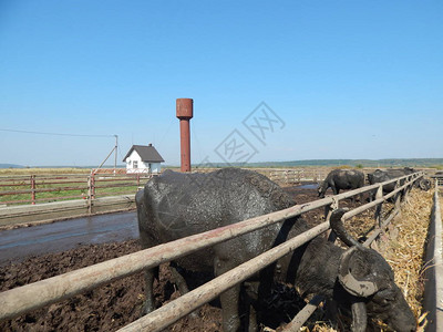 水牛养殖场野牛在露背景图片