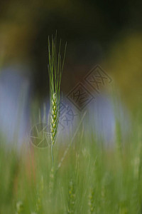绿色麦田农业印度图片