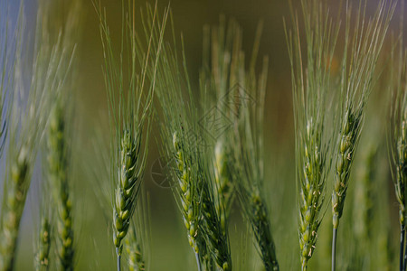 绿色麦田农业印度图片