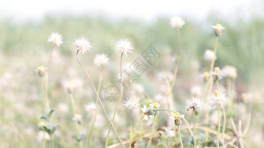 阳光明媚的早晨白天时间花草图片