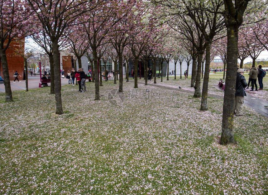 在梵高博物馆和Rijksmuseum之间的春日图片
